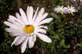 Beautiful Garden Flowers